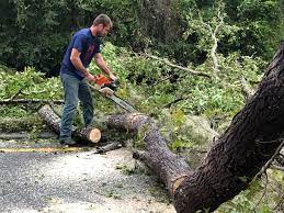 Best Tree Trimming and Pruning  in Edgewater, CO