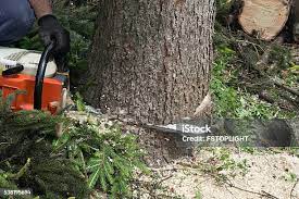 Best Palm Tree Trimming  in Edgewater, CO