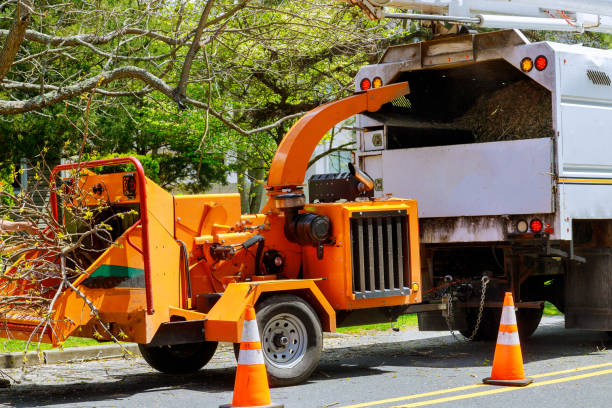 Best Seasonal Cleanup (Spring/Fall)  in Edgewater, CO