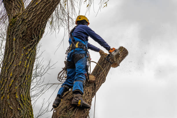 Best Root Management and Removal  in Edgewater, CO