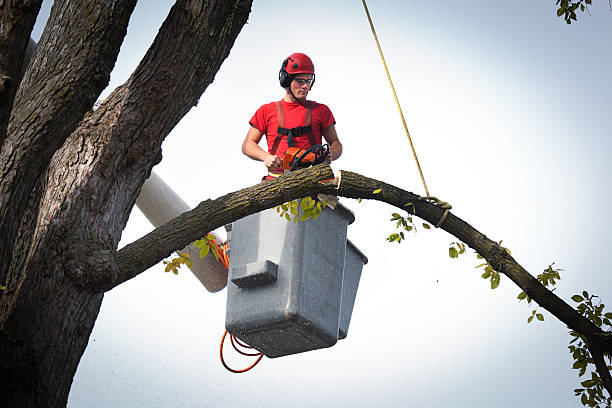 How Our Tree Care Process Works  in  Edgewater, CO